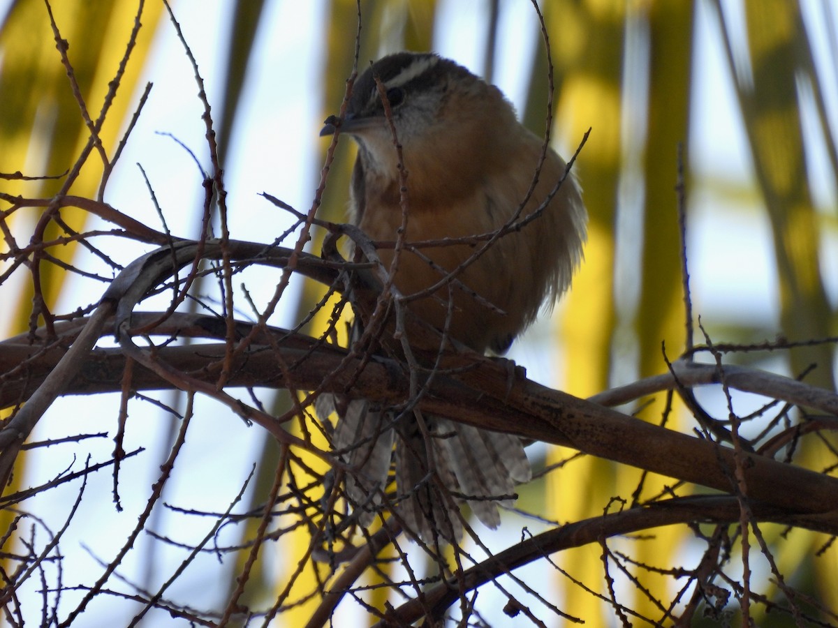 Carolina Wren - ML647571630