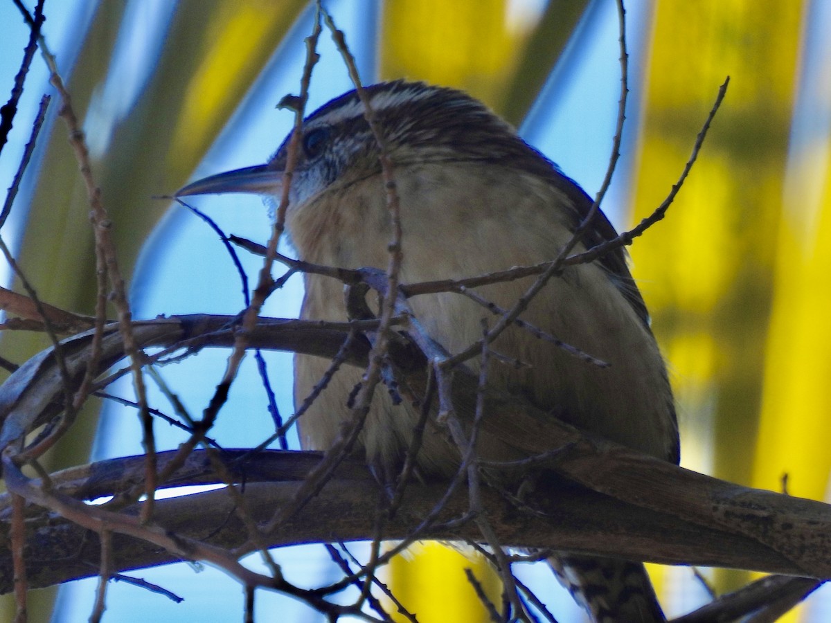 Carolina Wren - ML647571631