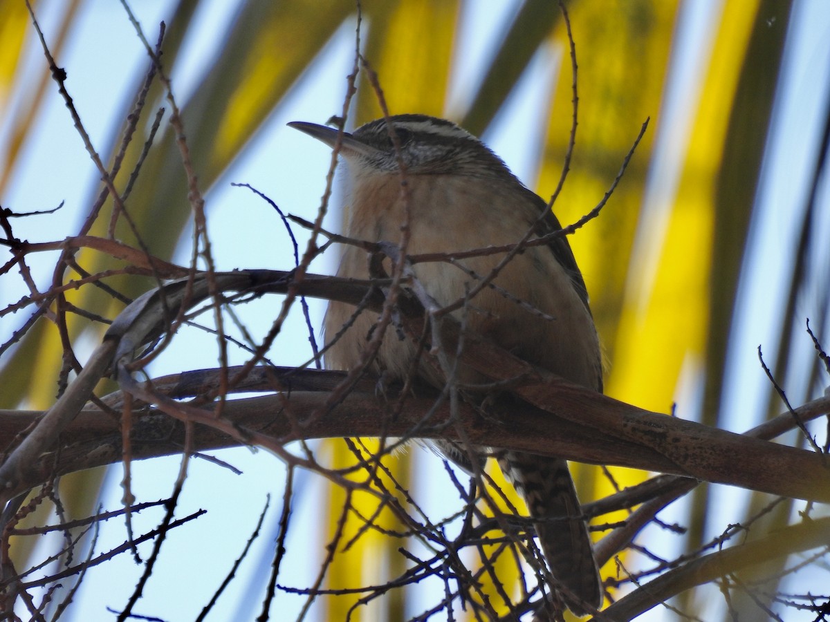 Carolina Wren - ML647571634