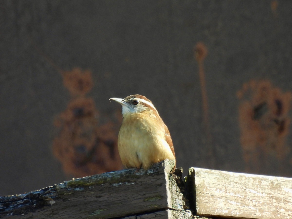 Carolina Wren - ML647571637