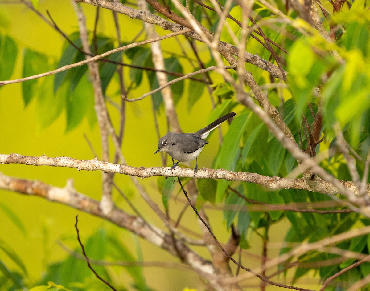 Комароловка каєнська - ML647571663