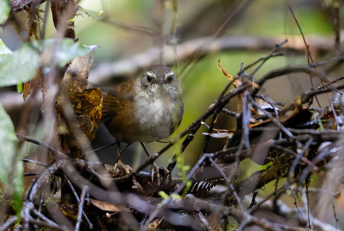 Buru Bush Warbler - ML647571667