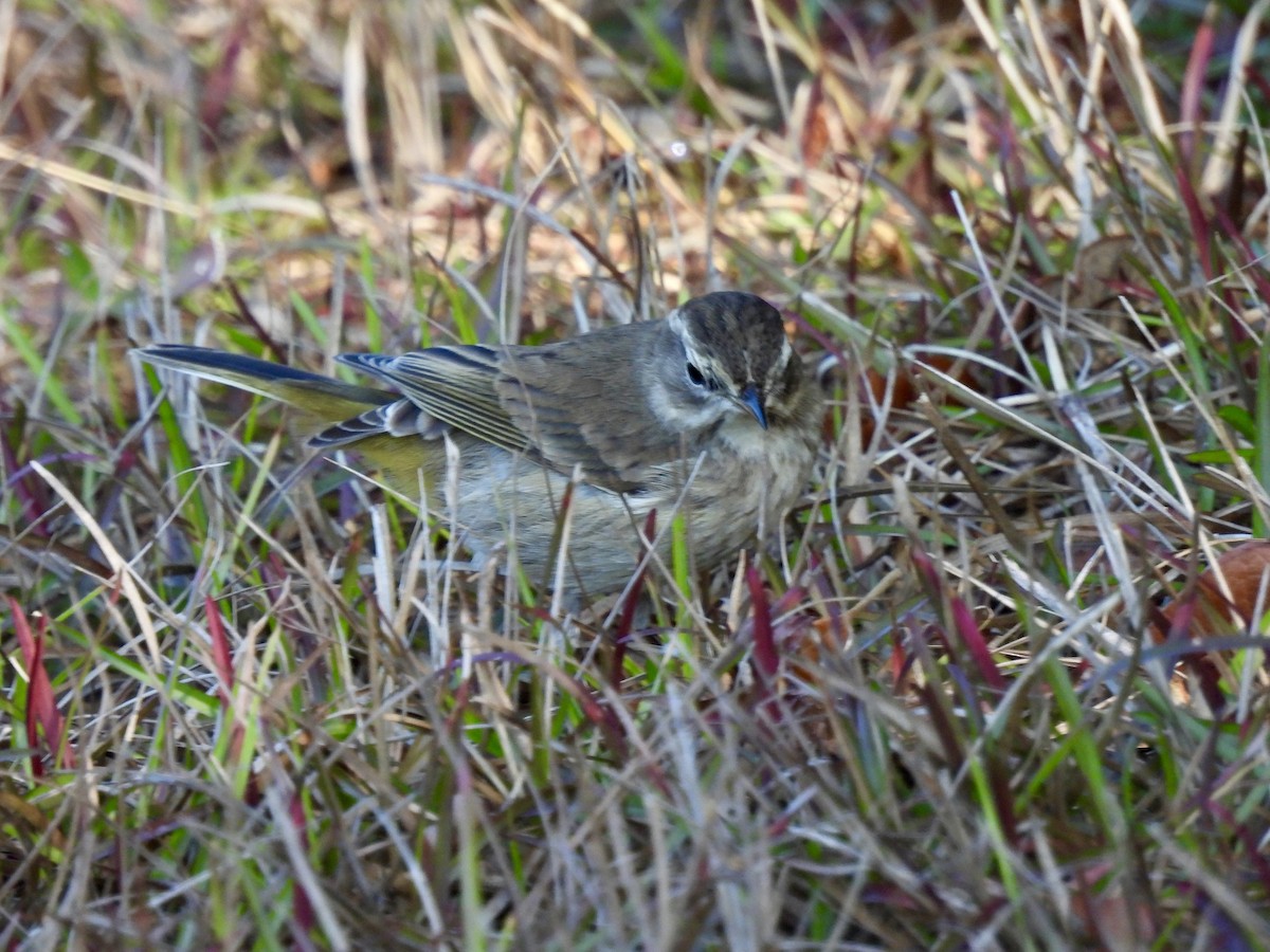Palm Warbler - ML647571669