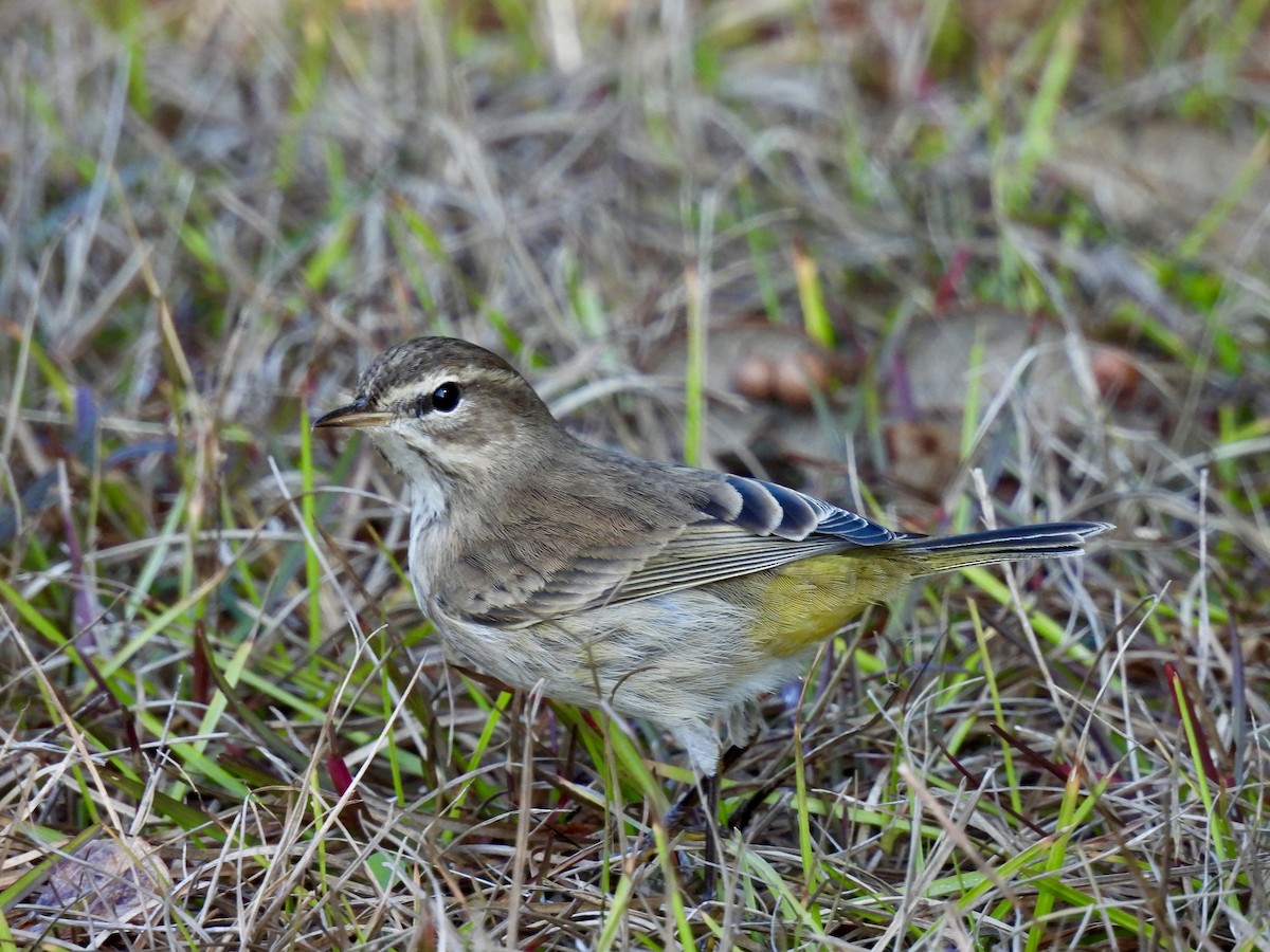 Palm Warbler - ML647571670