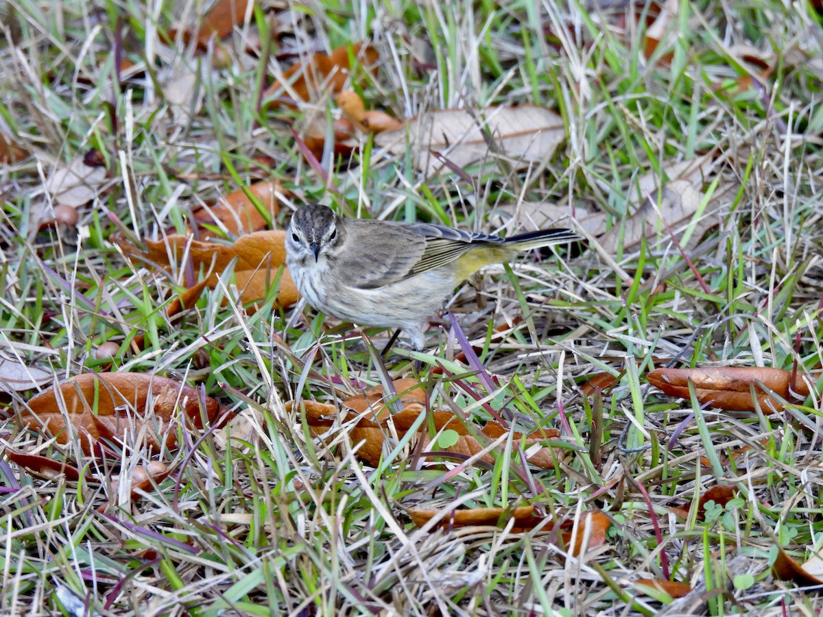 Palm Warbler - ML647571672