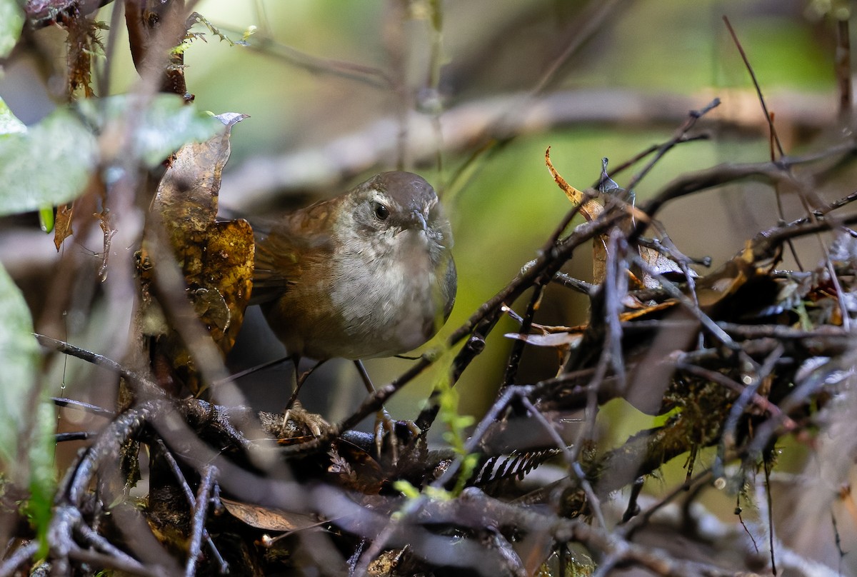 Buru Bush Warbler - ML647571673