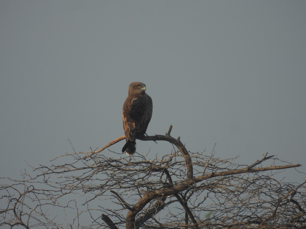 Short-toed Snake-Eagle - ML647571675