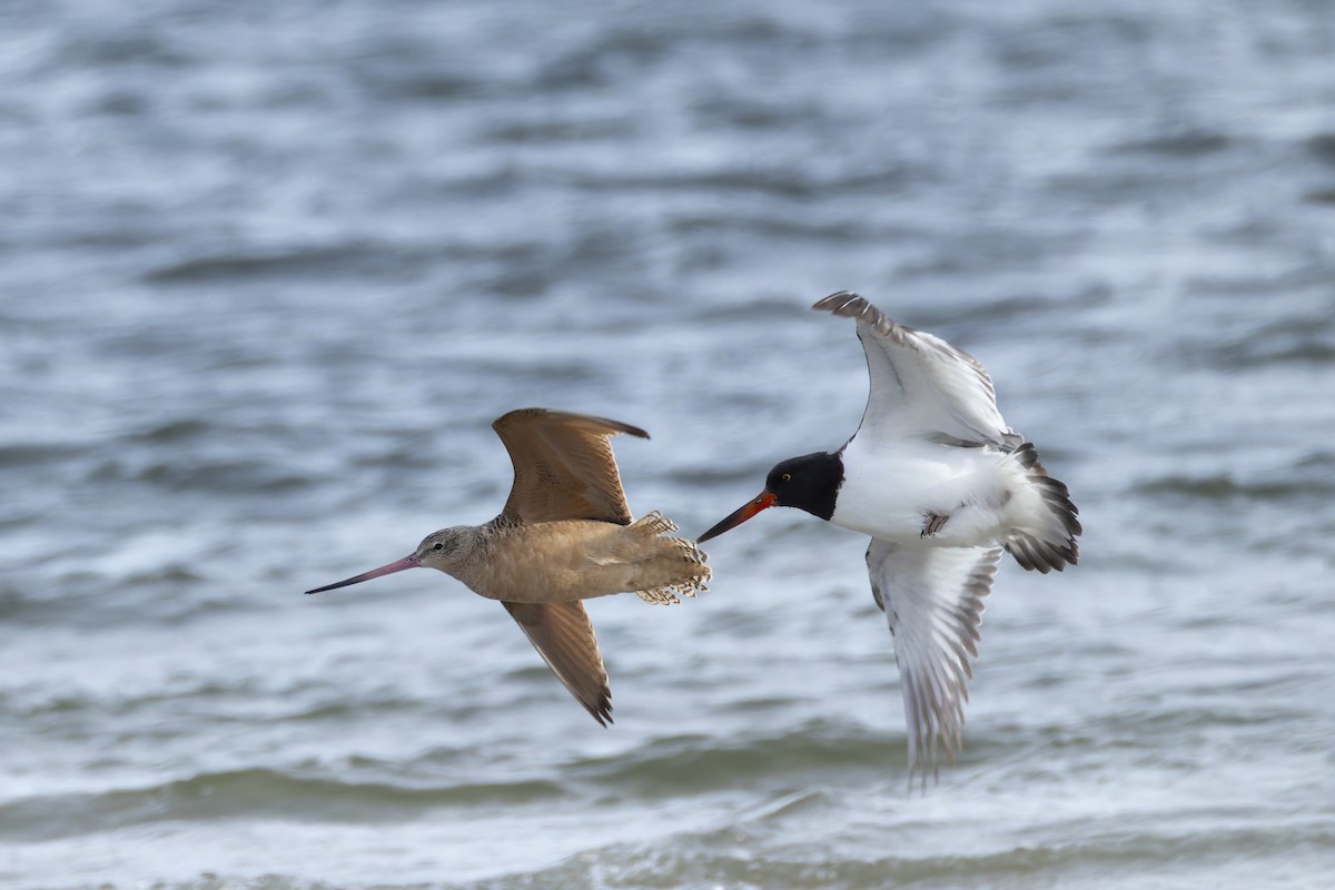 Marbled Godwit - ML647571678