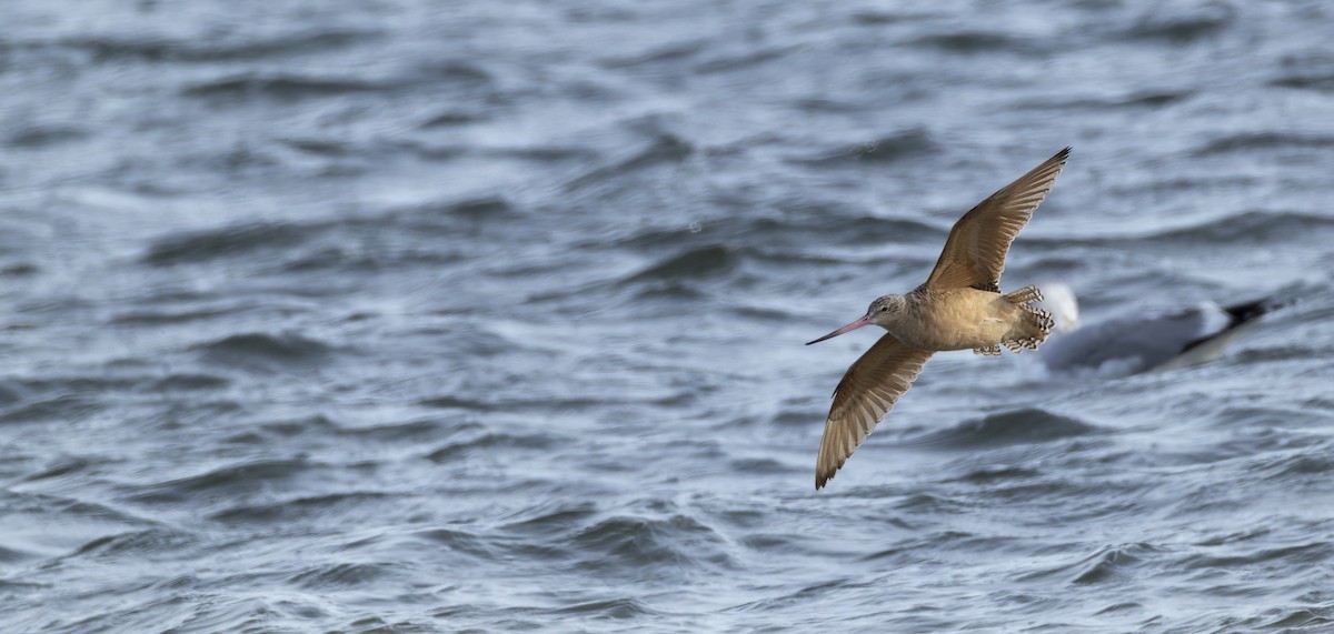 Marbled Godwit - ML647571680