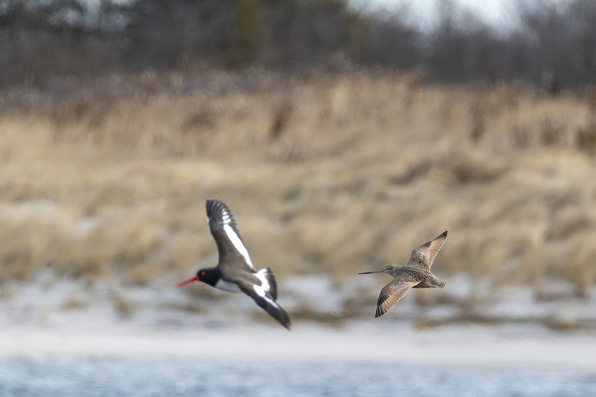 Marbled Godwit - ML647571681