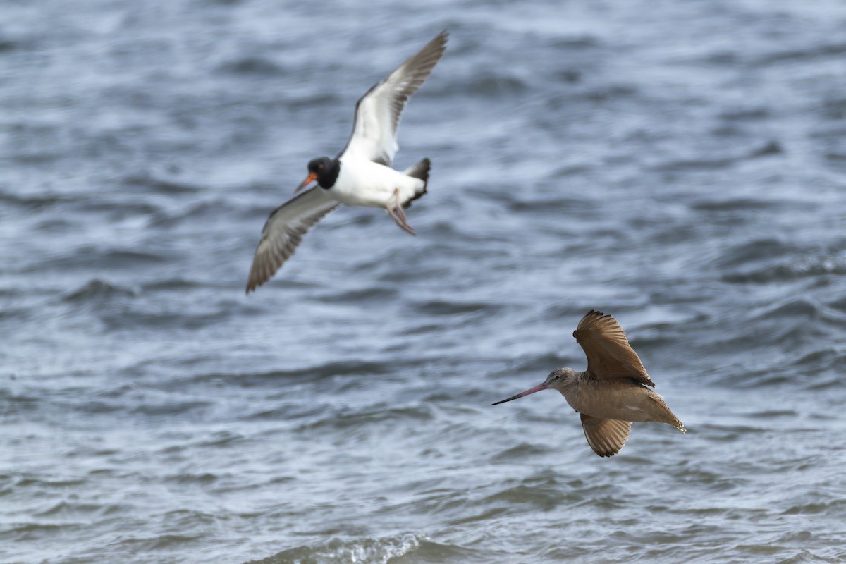 Marbled Godwit - ML647571682