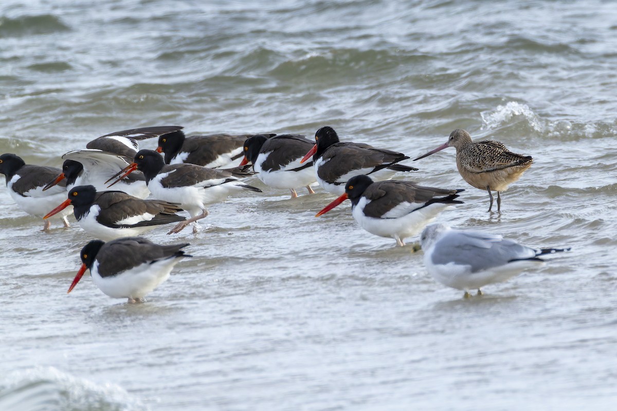 Marbled Godwit - ML647571683