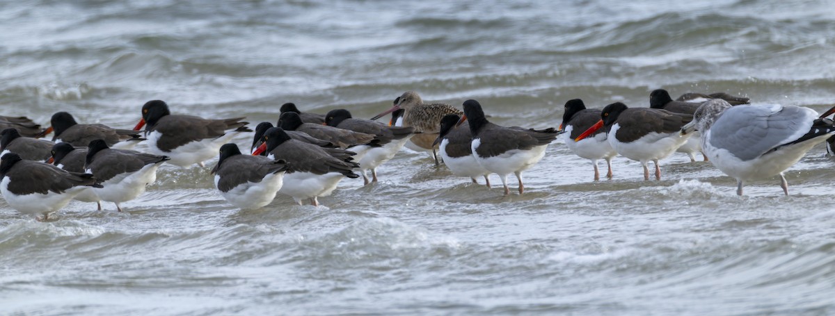 Marbled Godwit - ML647571684