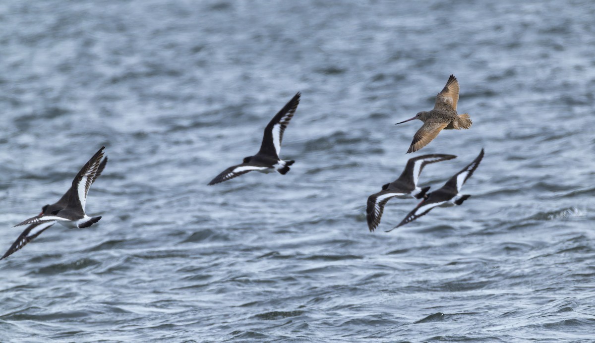 Marbled Godwit - ML647571685