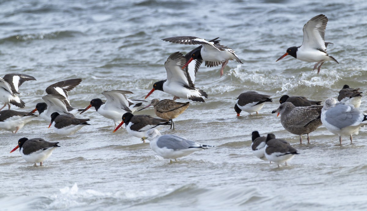 Marbled Godwit - ML647571686