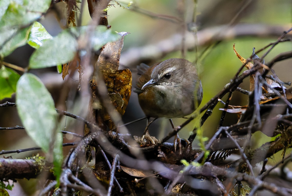 Buru Bush Warbler - ML647571687