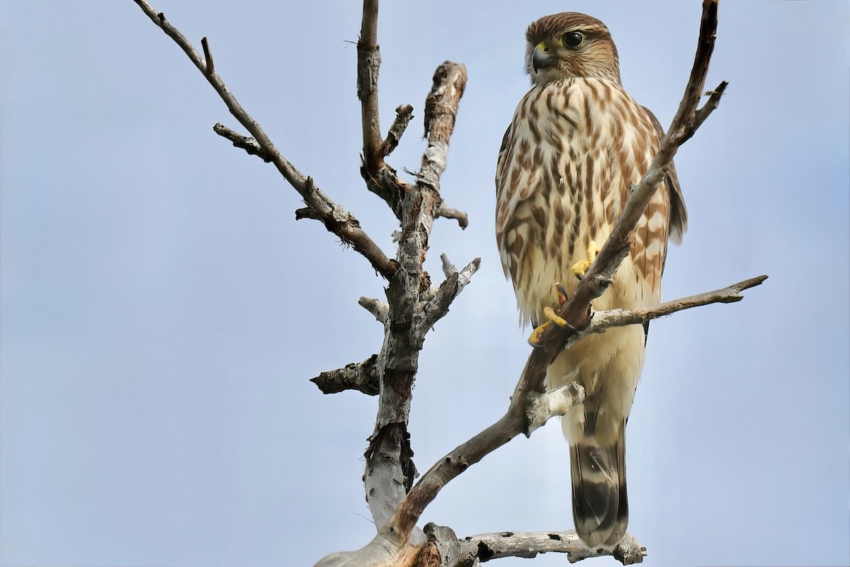 Belatz txikia (columbarius) - ML647571691