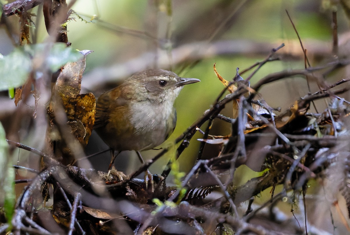 Buru Bush Warbler - ML647571692