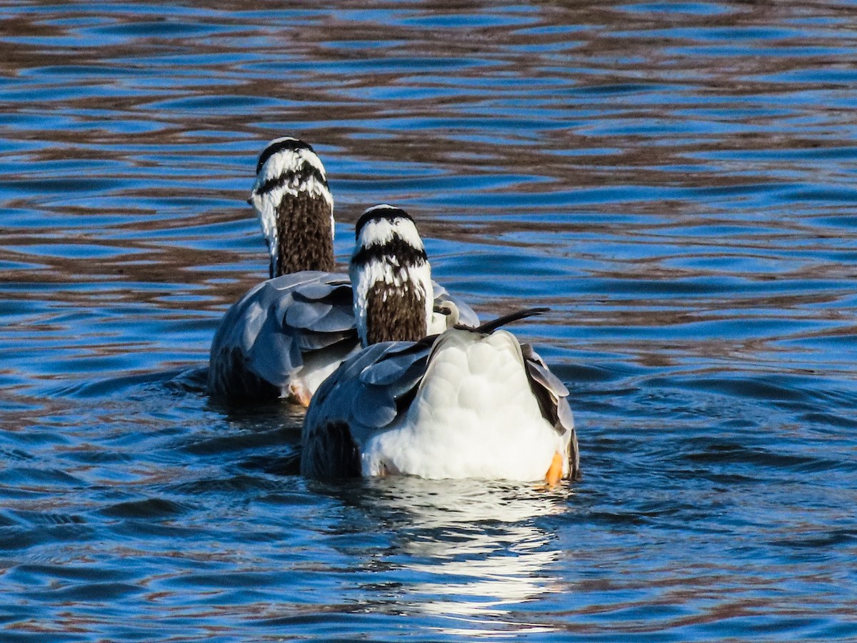 Domestic goose sp. (Domestic type) - ML647571723