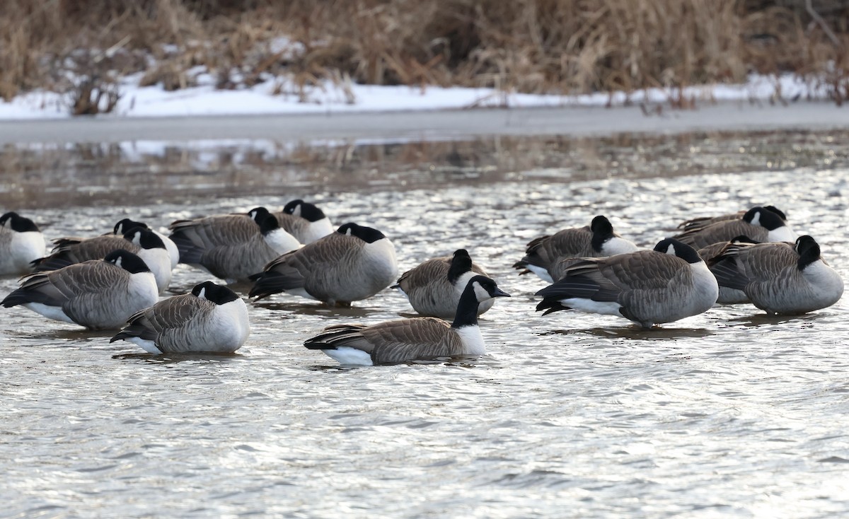 Oca canadese maggiore - ML647571724