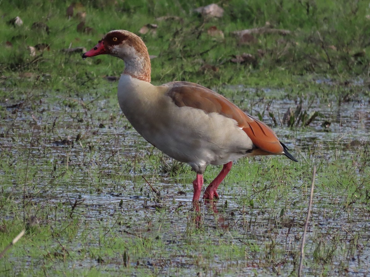 Egyptian Goose - ML647571736