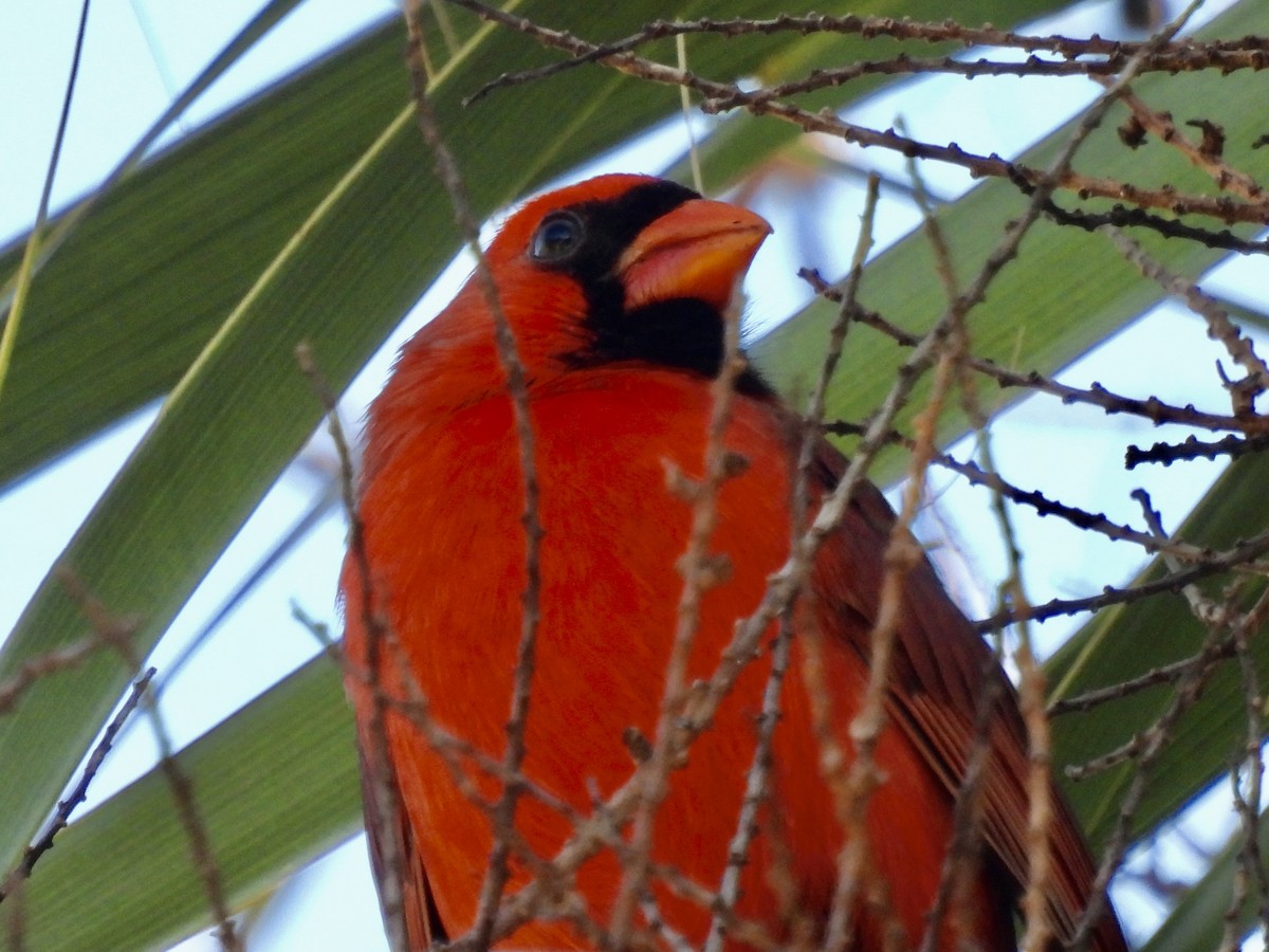 Northern Cardinal - ML647571761