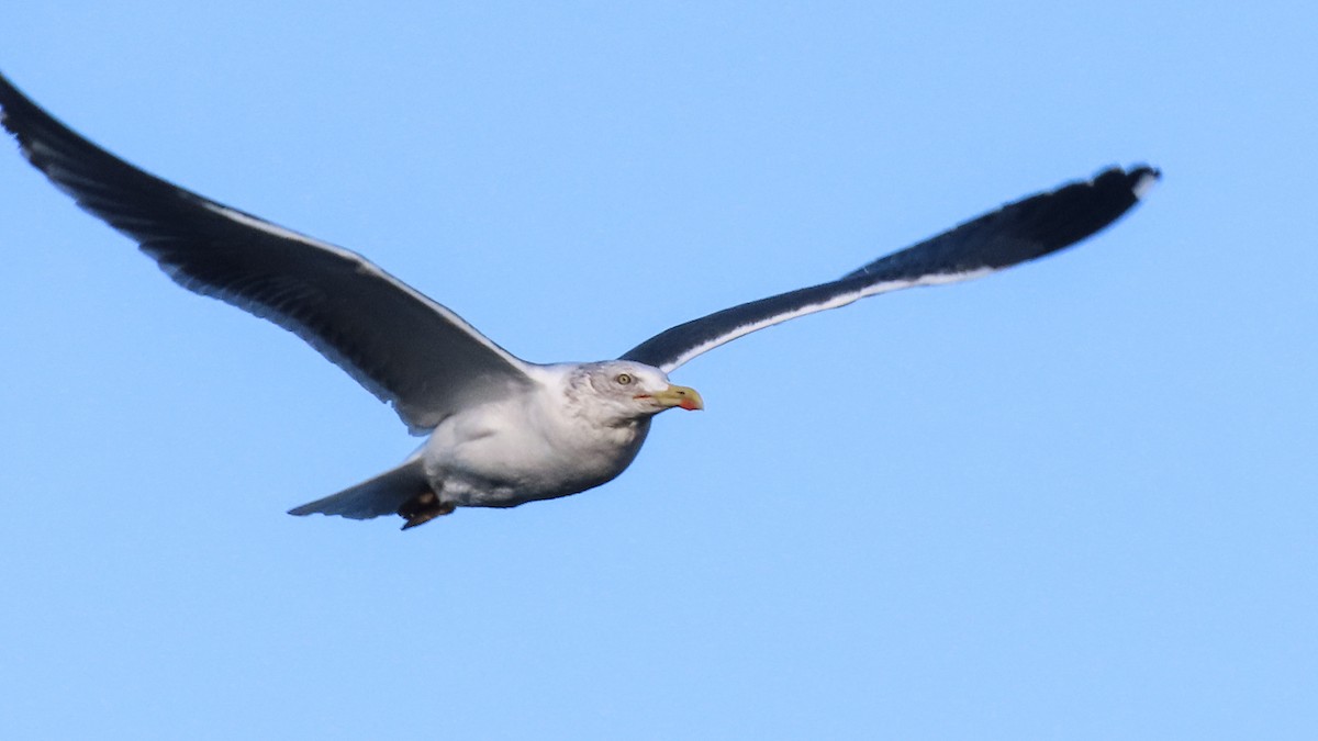 Lesser Black-backed Gull - ML647571765