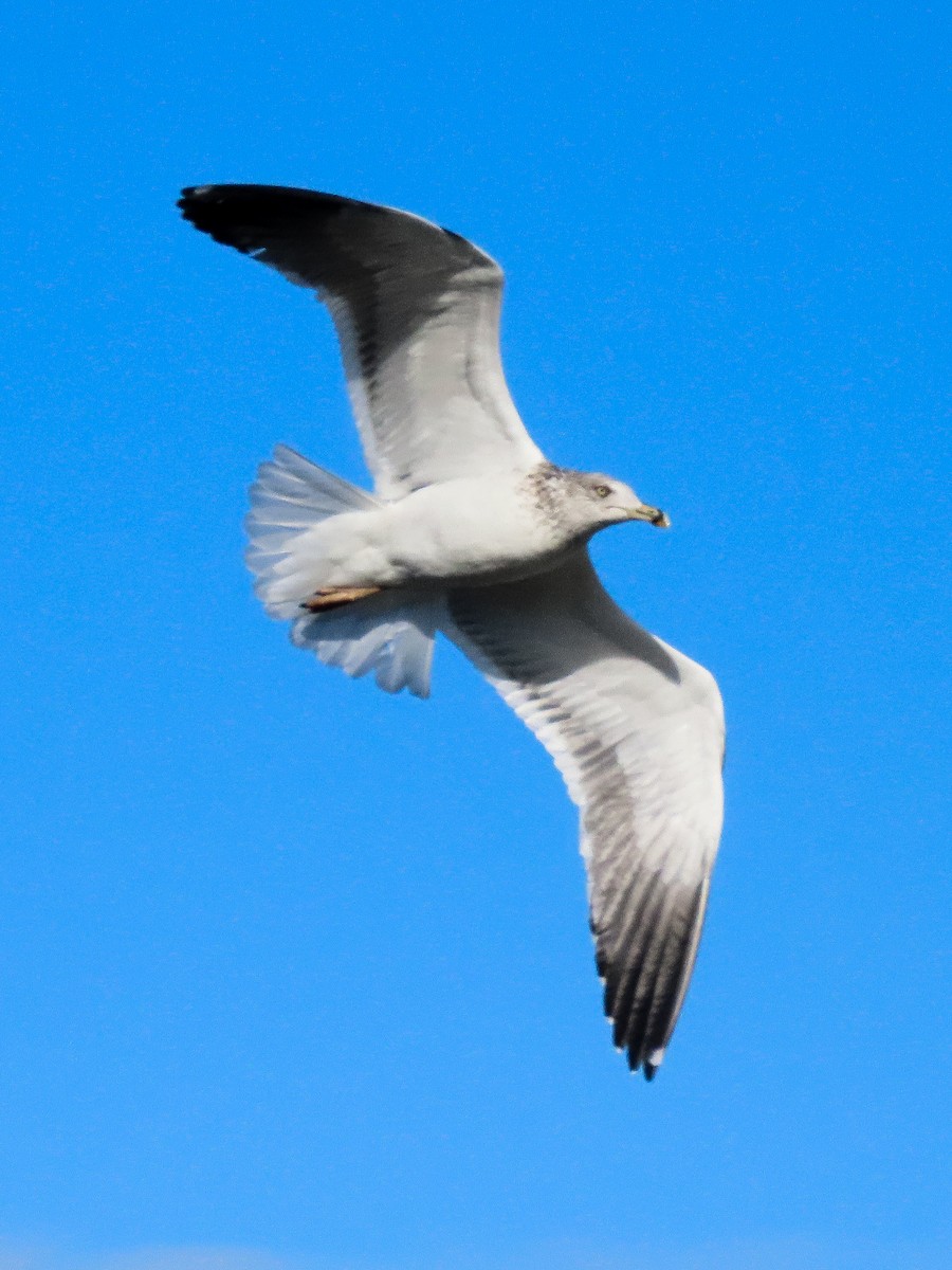 Lesser Black-backed Gull - ML647571766