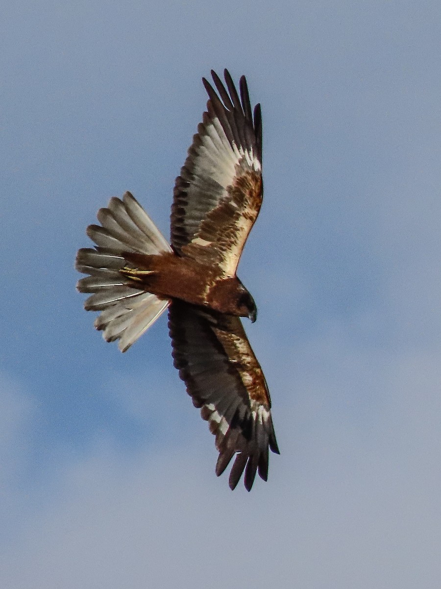 Western Marsh Harrier - ML647571806