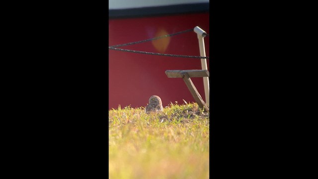 Yer Kukumavı - ML647571814