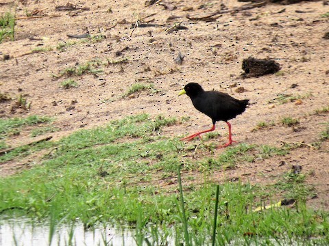 svartrikse - ML647571815