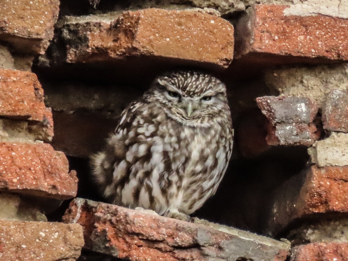 Little Owl - ML647571829