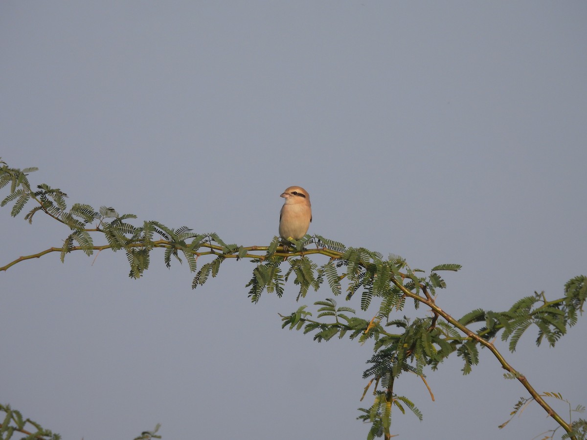 Alcaudón Isabel - ML647571846