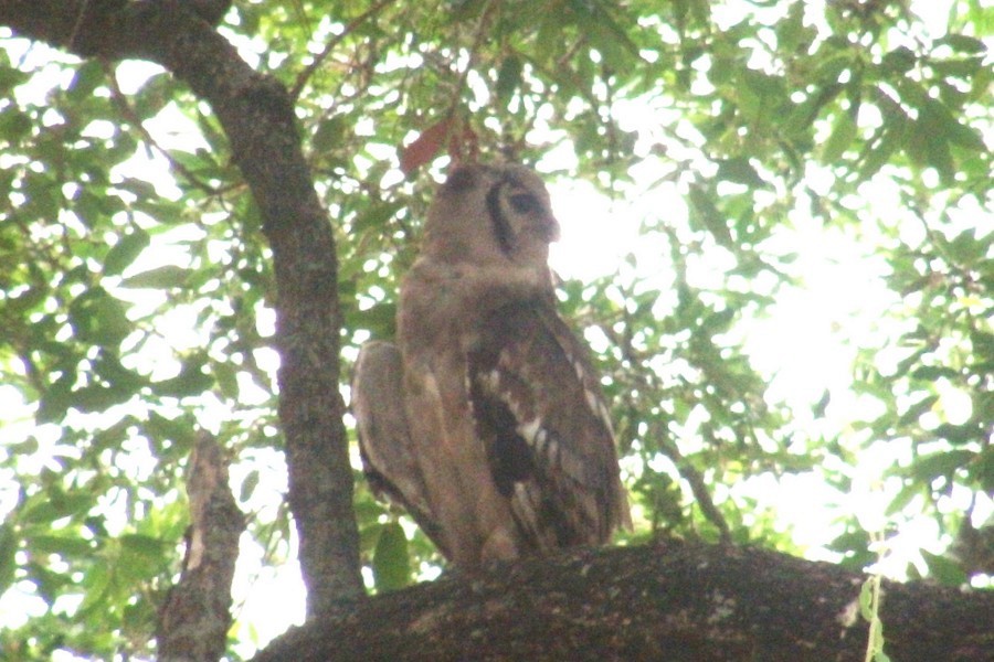 Verreaux's Eagle-Owl - ML647571860
