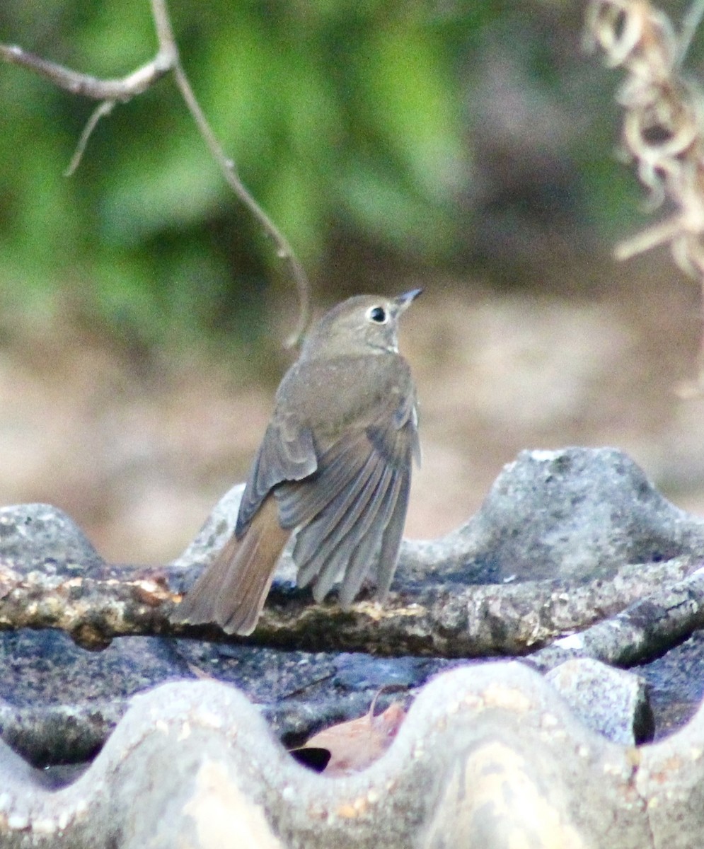 Hermit Thrush - ML647571871