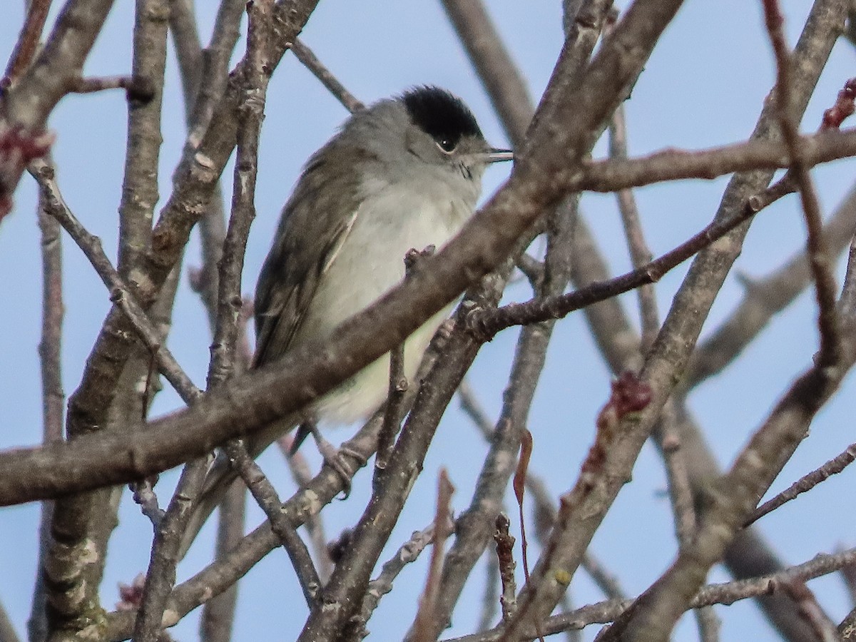 Eurasian Blackcap - ML647571880