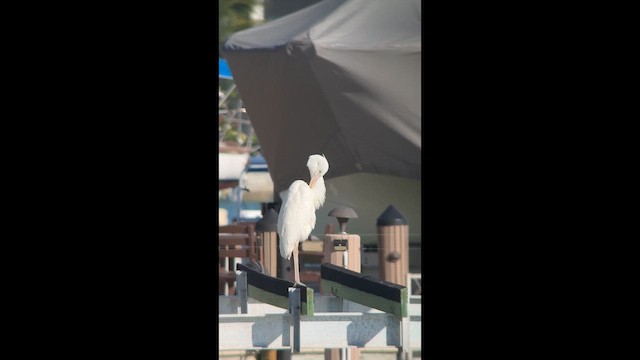 Great Blue Heron (Great White) - ML647571881