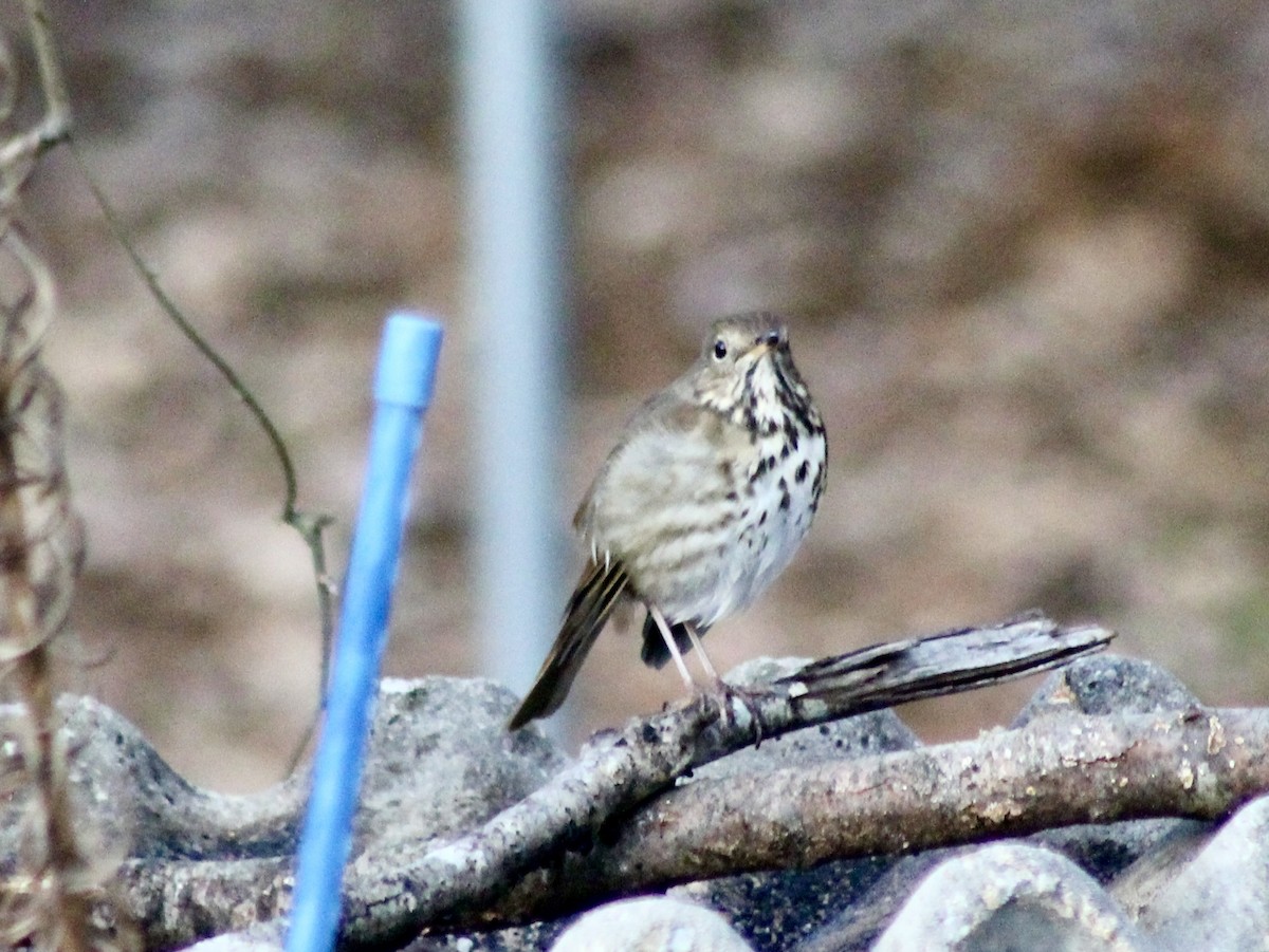Hermit Thrush - ML647571883