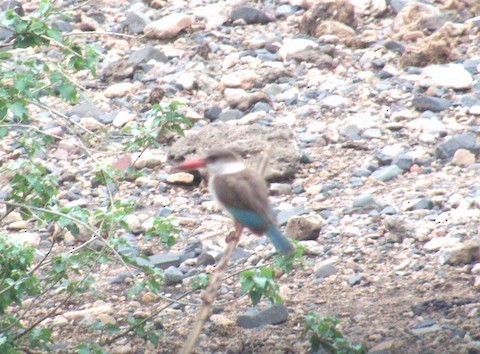 Brown-hooded Kingfisher - ML647571886