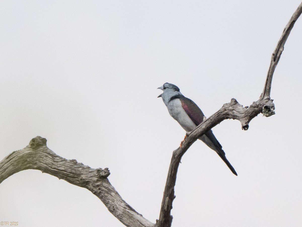 オオブッポウソウ - ML647571890