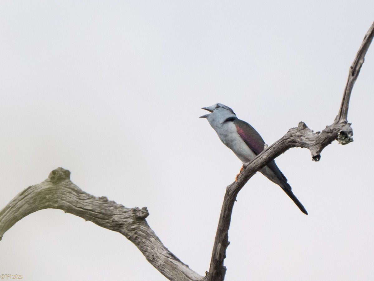 オオブッポウソウ - ML647571891