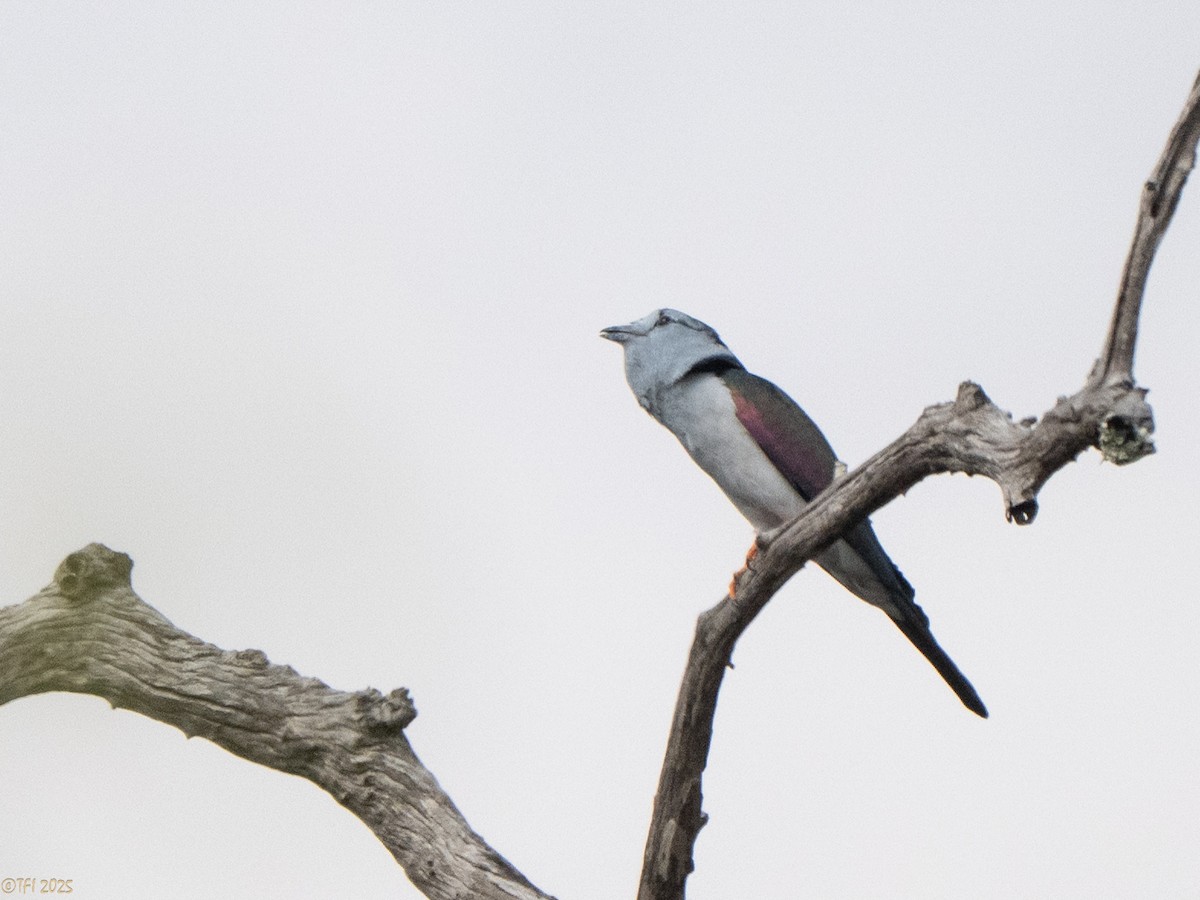 オオブッポウソウ - ML647571892