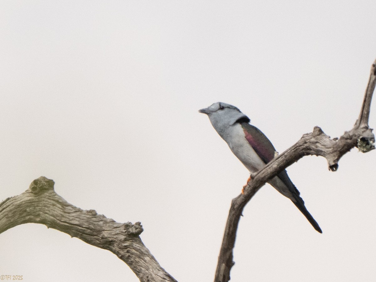 オオブッポウソウ - ML647571894