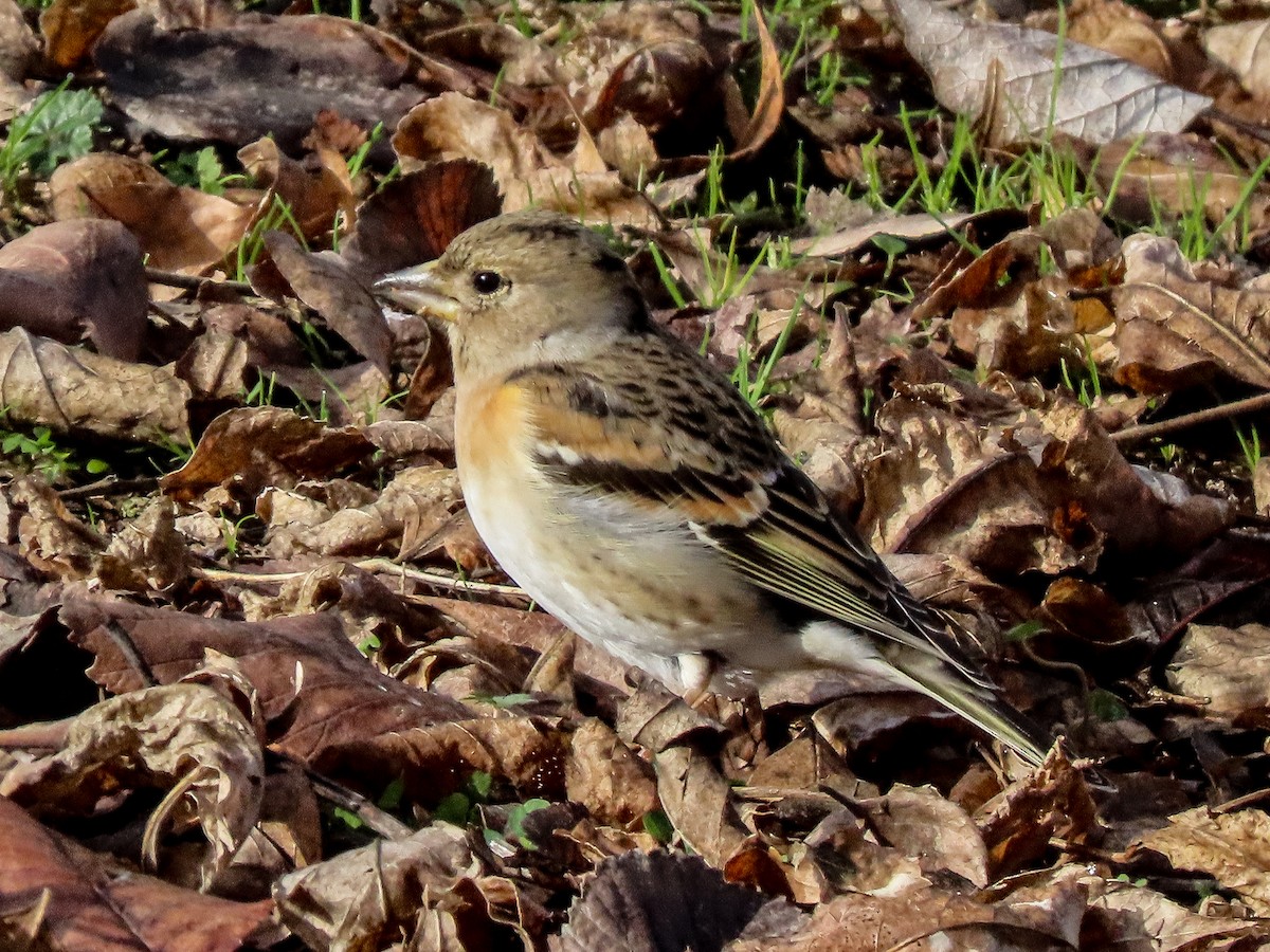 Brambling - ML647571895
