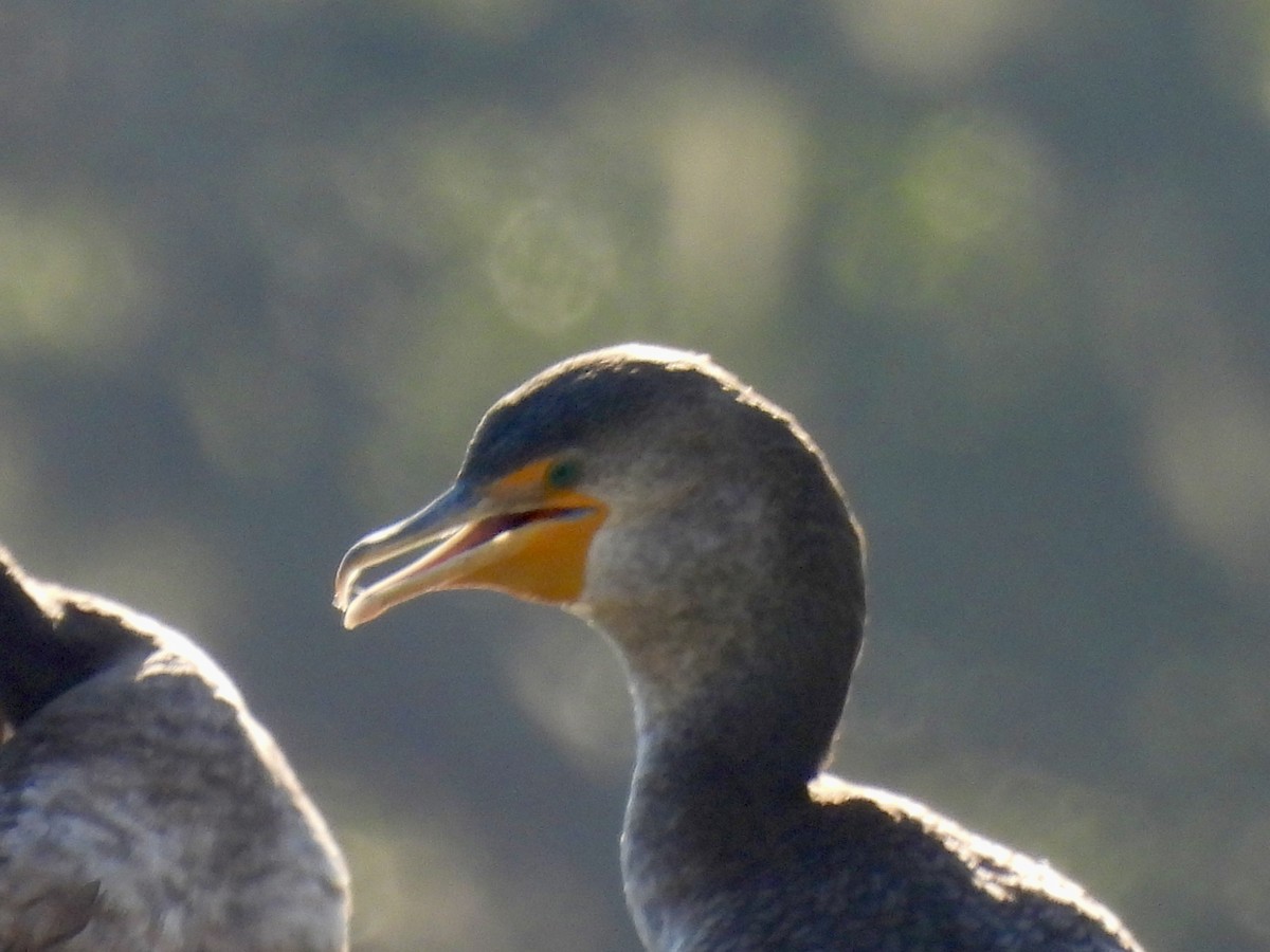 Double-crested Cormorant - ML647571896