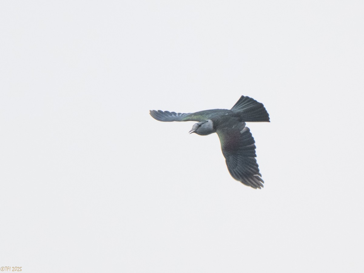 オオブッポウソウ - ML647571904