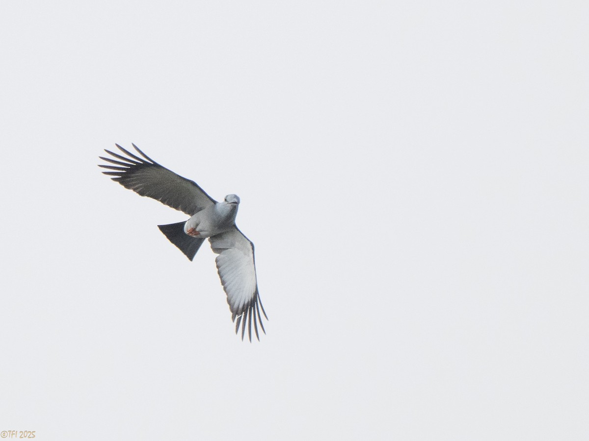 オオブッポウソウ - ML647571907