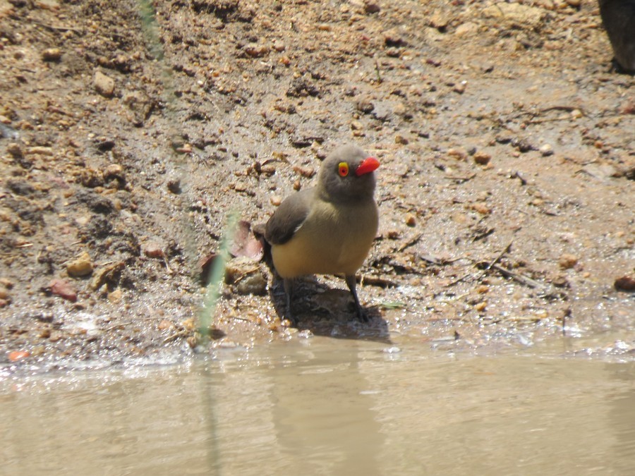 rødnebboksehakker - ML647571908