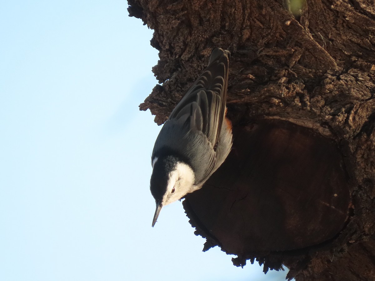 Sittelle à poitrine blanche (groupe lagunae) - ML647571910