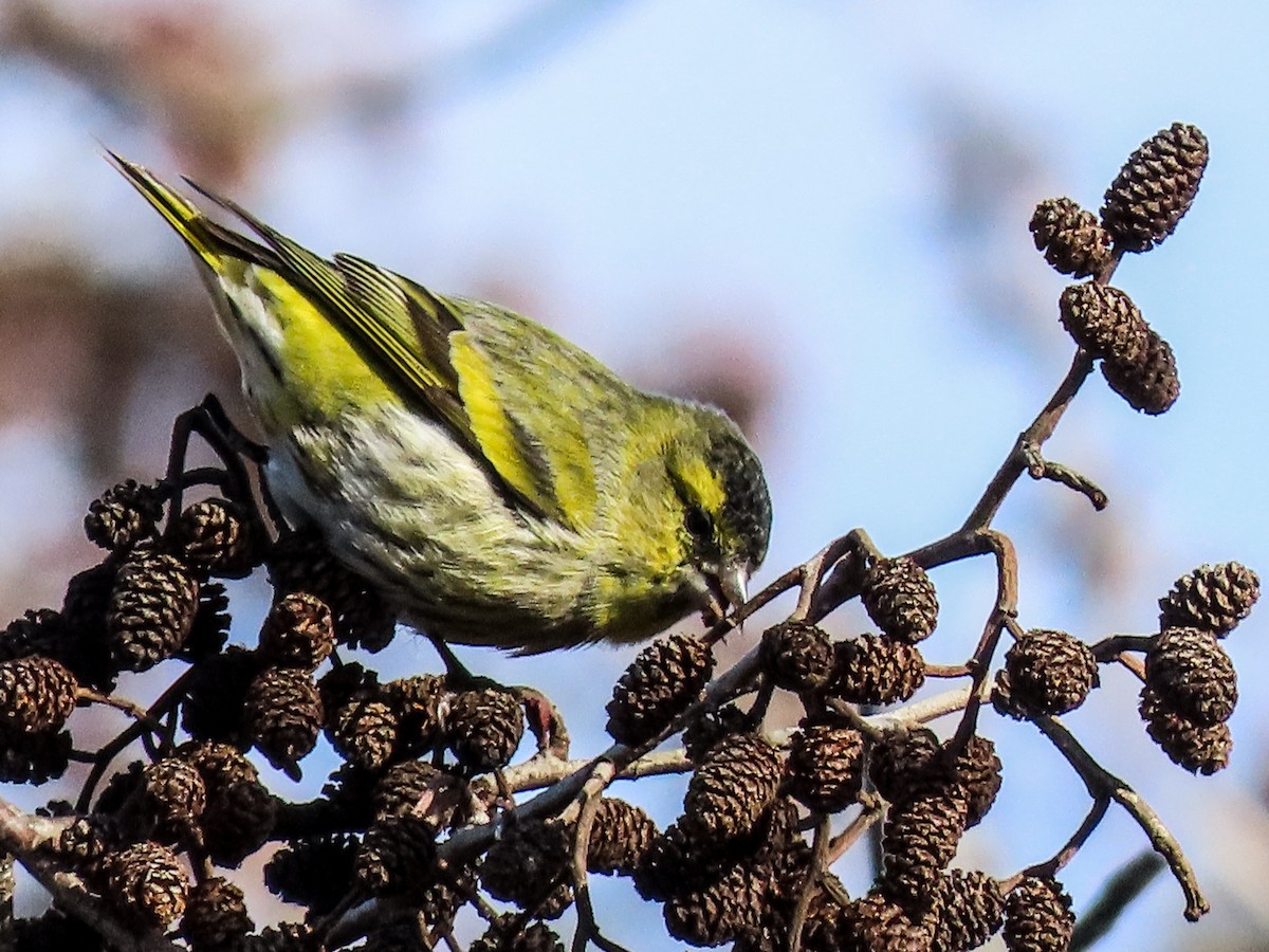 Eurasian Siskin - ML647571911